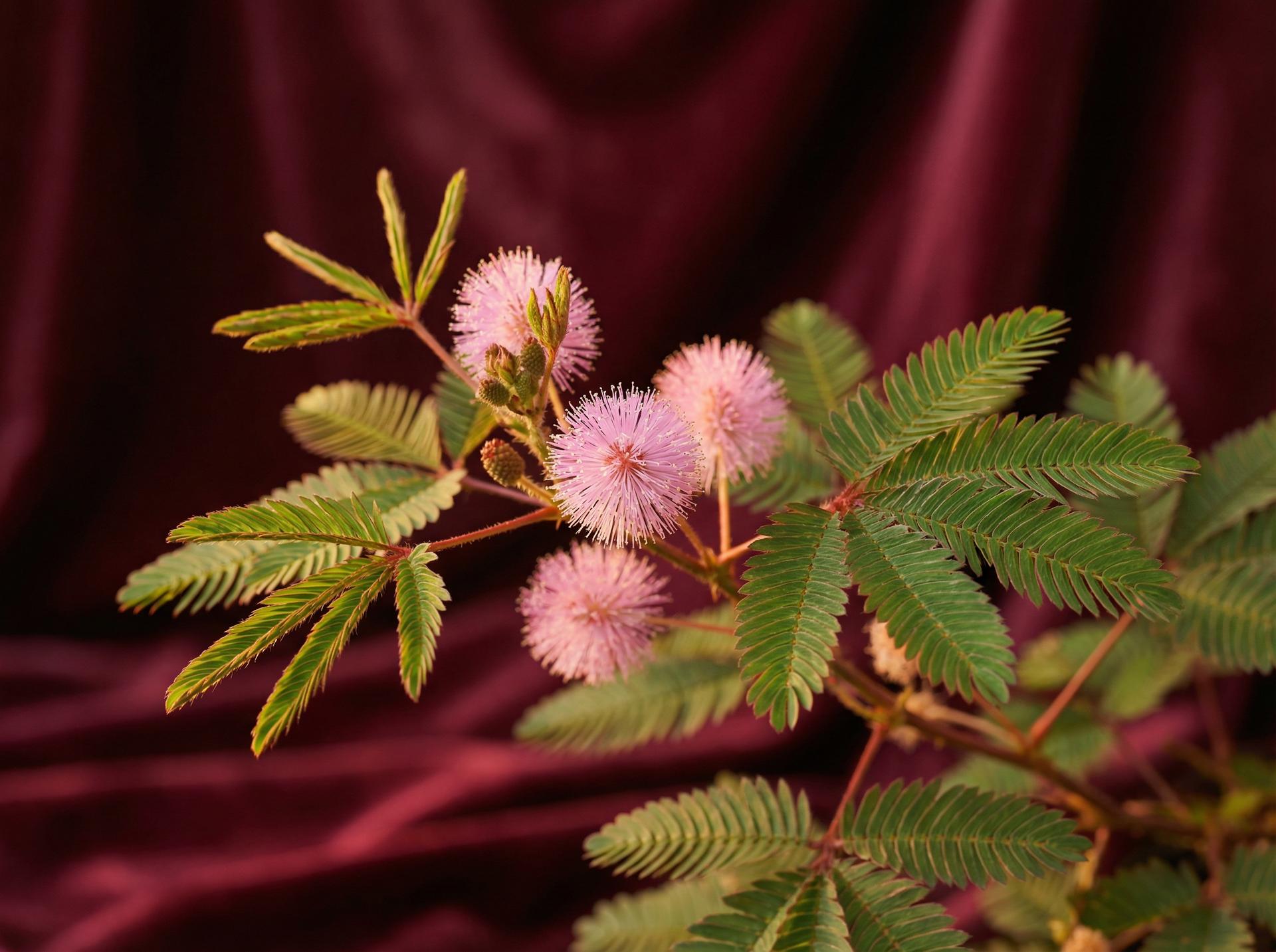 糖心植物视频 - 含羞草养护视频教程